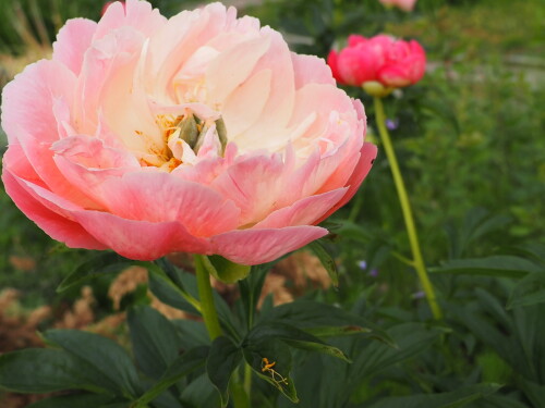PINK-GAVAYN-KORAL0c05d368575e61f0.jpg
