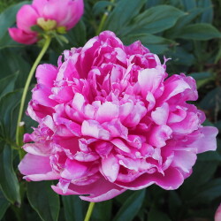 PRINTESS-MARGARET26fe54a051bde6a9b