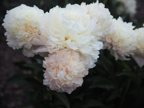 Summer-Glow-1cc6383b4aebc7ca1.jpg