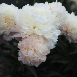 Summer-Glow-1cc6383b4aebc7ca1