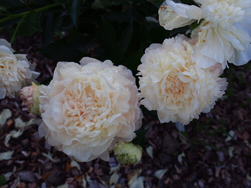 Summer-Glow-79da95c143dc0e964.jpg