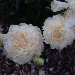 Summer-Glow-79da95c143dc0e964