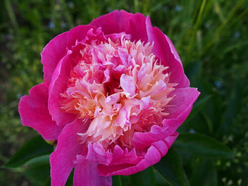 Velma-Atkinson-4c46788906414558a.jpg