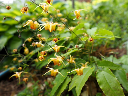 Amber-Queenbc8a3c96548da5c7.jpg