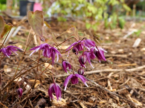 Violet-Queenb94e8a590817282c.jpg