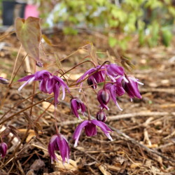 Violet-Queenb94e8a590817282c