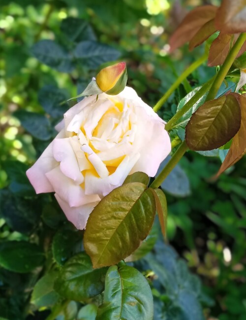 Mme-A-Meilland-2e50bd5694c5ac549.jpg