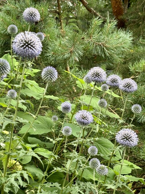 Echinops bannaticus Taplow Blue