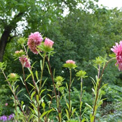 aster-25-aug-2a22ee654d6164781