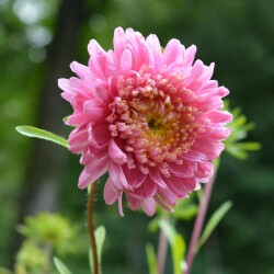 aster-25-augfdfe7516f277bda0