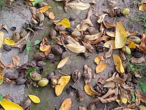 nuts-7-SEP-24e85d53f3b5ea654.jpg