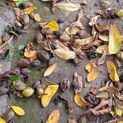 nuts-7-SEP-24e85d53f3b5ea654