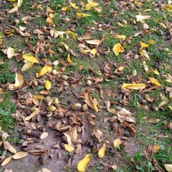 nuts-7-SEP-3bd5b9195a60dd6f5