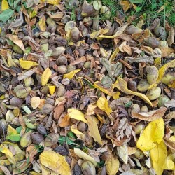 nuts-7-SEP-487e2480fe385ba9c