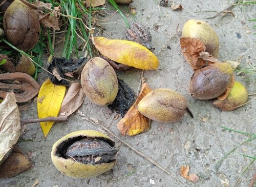 nuts-7-sepf45b90e46d821f01.jpg