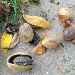 nuts-7-sepf45b90e46d821f01