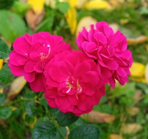 rose-7-sepb8d87125c7bdb0e1.jpg