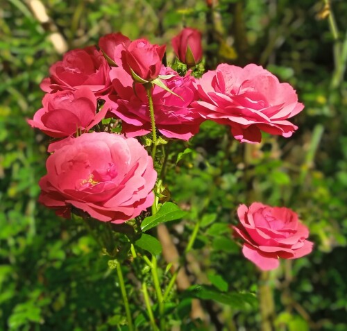 cherry bonica 11 sep