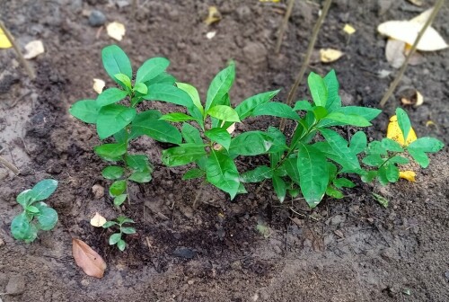 phlox-seedling-21-sep-1d0322bf49be5478d.jpg