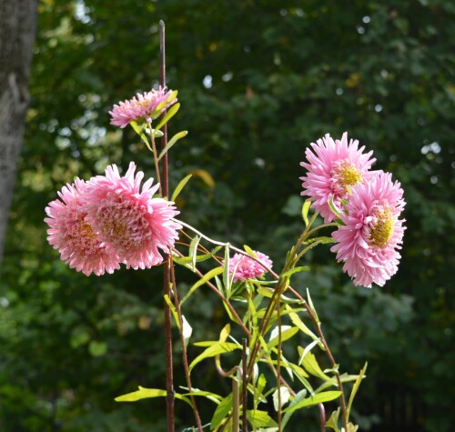 aster-21-sep9cff15aeb1bef845.jpg