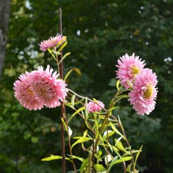 aster-21-sep9cff15aeb1bef845