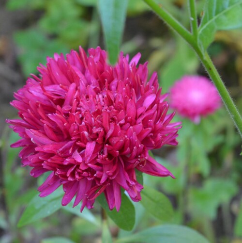 aster-crimson-21-sep8f1f1880976d844d.jpg