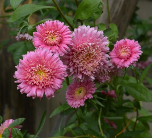 aster2-21-sepb014e716a260e027.jpg