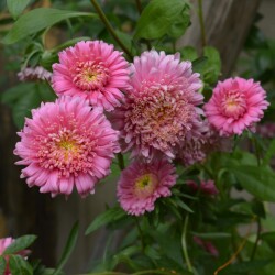 aster2-21-sepb014e716a260e027