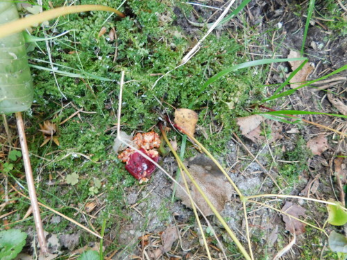 DSCN2546894d0c3ba89e283e.jpg