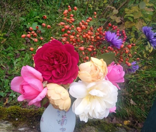 multiflora 11 oct