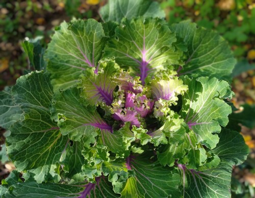 Purple brassica 12 oct