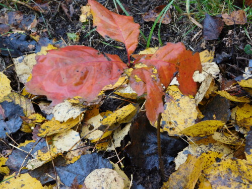 DSCN26576e8a8987d9e8c8cc.jpg