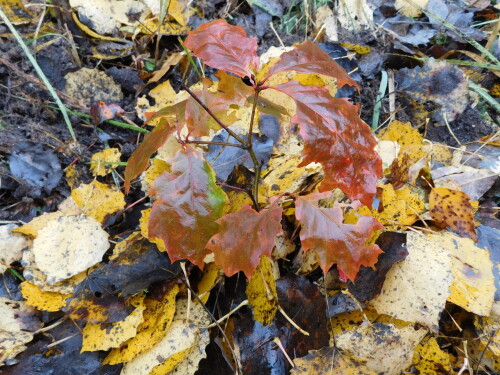 DSCN26595f38f5e551684461.jpg
