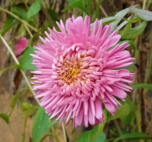 aster-18-oct9b4fdd8697d87bec.jpg