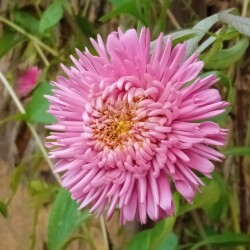 aster-18-oct9b4fdd8697d87bec