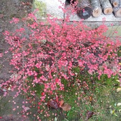 KIZILNIK-GORIZ-1-NOYB178279ab262ac9d6