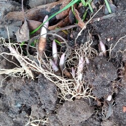 LANDYS-1-nov245512473d2b4afe