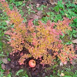 kobold-1-novcd54865fd366e417