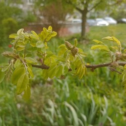 IMG_20250513_162635736740a0667f950e