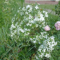 IMG_20250611_092624e4e6dadb2c2b247c