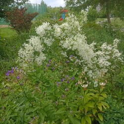 IMG_20250617_1301116e57d5274a871ea8