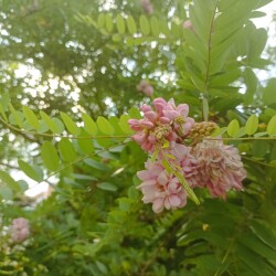 IMG_20250716_093355a979115d099af3d8