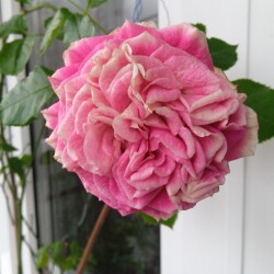 gelato-19-decb6d4a6de6bac8365