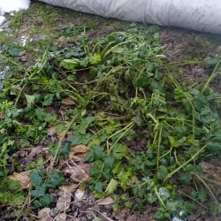 green-28-deca3f9dd7dffe99dda