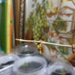 IMG_20251229_015609139c2412957b0140