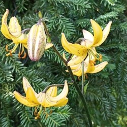 IMG_20260104_190831130073cc5924ea7c