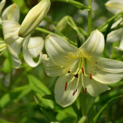 i-4590800644b5218995