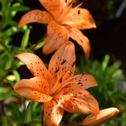 i-499d1ed93784a28562