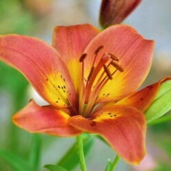 52193038419_1680d18552_c3c8b892c9fb508353