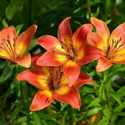 52205906557_823df7139f_b2947c523c282a07f2